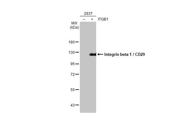 Western blot - Anti-Integrin beta 1/CD29 antibody [HL1255] (AB308384)