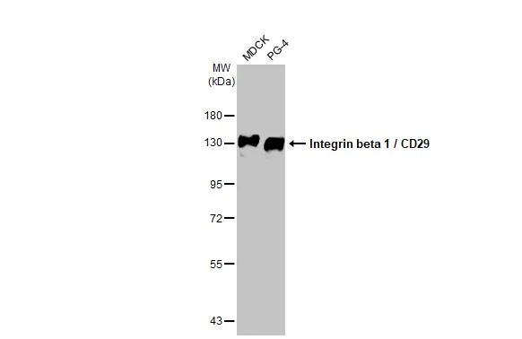 Western blot - Anti-Integrin beta 1/CD29 antibody [HL1255] (AB308384), expandable thumbnail