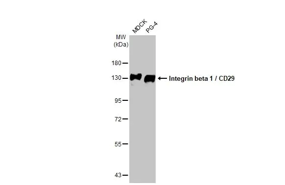 Western blot - Anti-Integrin beta 1/CD29 antibody [HL1255] (AB308384)