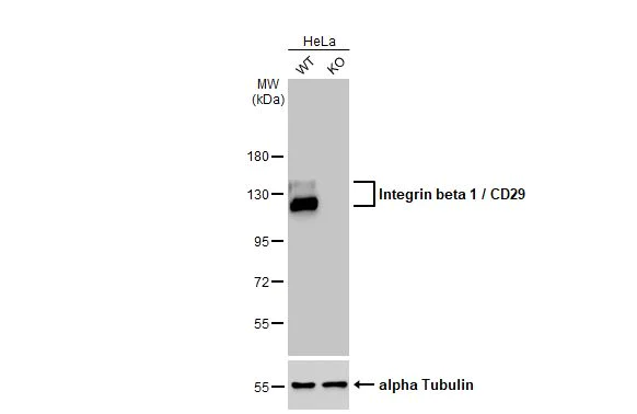 Western blot - Anti-Integrin beta 1 / CD29 antibody [HL1256] (AB317083)