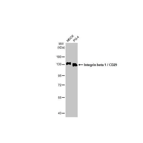 Western blot - Anti-Integrin beta 1 / CD29 antibody [HL1256] (AB317083)