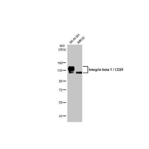 Western blot - Anti-Integrin beta 1 / CD29 antibody [HL1256] (AB317083)