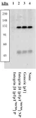 Western blot - Anti-Integrin beta 1 (phospho T788 + T789) antibody (AB5189)