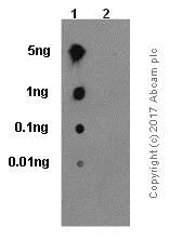 Dot Blot - Anti-Integrin beta 1 (phospho Y783) antibody [EP974(2)Y] (AB62337)