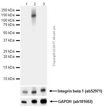Western blot - Anti-Integrin beta 1 (phospho Y783) antibody [EP974(2)Y] (AB62337)