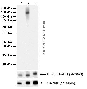 Western blot - Anti-Integrin beta 1 (phospho Y783) antibody [EP974(2)Y] - BSA and Azide free (AB284706)
