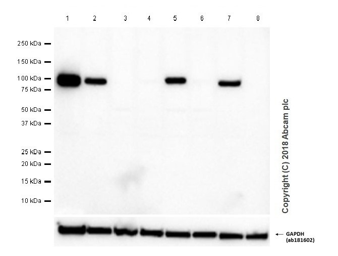 Western blot - Anti-Integrin beta 3 antibody [EPR2342] - BSA and Azide free (AB239991), expandable thumbnail