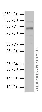 Western blot - Anti-Integrin beta 3 antibody [ERP17507] (AB179473)