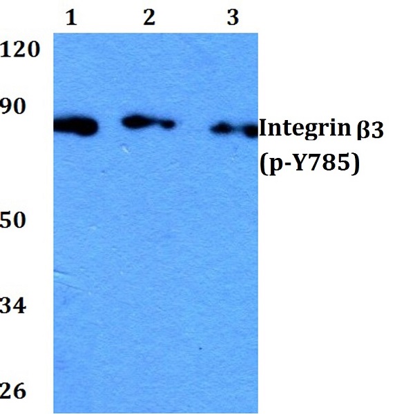 Western blot - Anti-Integrin beta 3 (phospho Y785) antibody (AB190735)