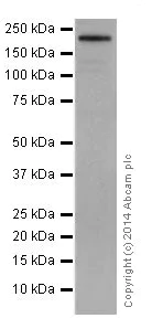 Western blot - Anti-Integrin beta 4 antibody [EPR17517] (AB182120)