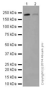 Western blot - Anti-Integrin beta 4 antibody [EPR17517] (AB182120)
