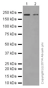 Western blot - Anti-Integrin beta 4 antibody [EPR17517] (AB182120)