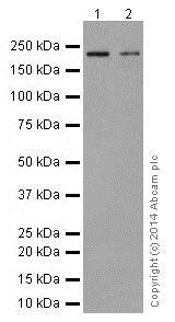 Western blot - Anti-Integrin beta 4 antibody [EPR17517] - BSA and Azide free (ab240259), expandable thumbnail