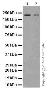Western blot - Anti-Integrin beta 4 antibody [EPR17517] - BSA and Azide free (AB240259)