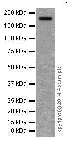 Western blot - Anti-Integrin beta 4 antibody [EPR17517] - BSA and Azide free (ab240259), expandable thumbnail