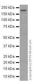 Western blot - Anti-Integrin beta 4 antibody [EPR17517] - BSA and Azide free (AB240259), expandable thumbnail