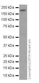 Western blot - Anti-Integrin beta 4 antibody [EPR17517] - BSA and Azide free (AB240259)