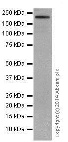 Western blot - Anti-Integrin beta 4 antibody [EPR17517] - BSA and Azide free (AB240259)