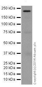 Western blot - Anti-Integrin beta 4 antibody [EPR17517] - BSA and Azide free (ab240259), expandable thumbnail
