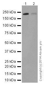 Western blot - Anti-Integrin beta 4 antibody [EPR17517] - BSA and Azide free (ab240259), expandable thumbnail