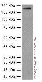 Western blot - Anti-Integrin beta 4 antibody [EPR17517] - BSA and Azide free (AB240259)