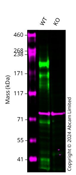 Western blot - Anti-Integrin beta 4 antibody [EPR17517] - BSA and Azide free (ab240259), expandable thumbnail