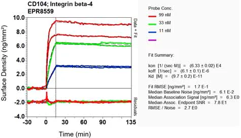 OI-RD Scanning - Anti-Integrin beta 4 antibody [EPR8559] - BSA and Azide free (AB240078)