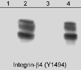 Western blot - Anti-Integrin beta 4 (phospho Y1494) antibody (AB29043)