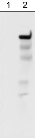 Western blot - Anti-Integrin beta 4 (phospho Y1526) antibody (AB29044)