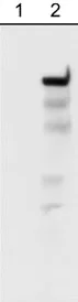 Western blot - Anti-Integrin beta 4 (phospho Y1526) antibody (AB29044)