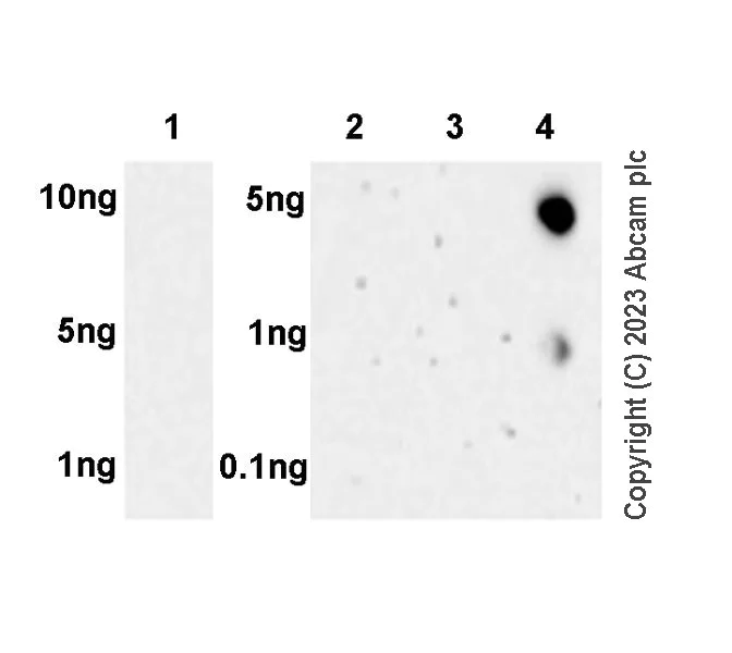 Dot Blot - Anti-Integrin beta 5 antibody [EPR26930-21] - BSA and Azide free (AB309093)