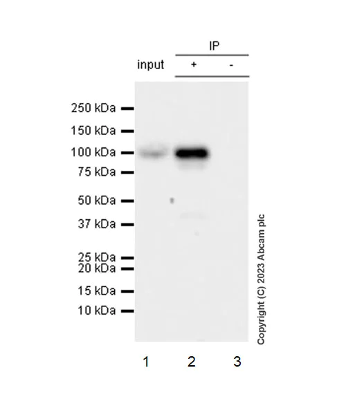 Immunoprecipitation - Anti-Integrin beta 5 antibody [EPR26930-21] - BSA and Azide free (AB309093)
