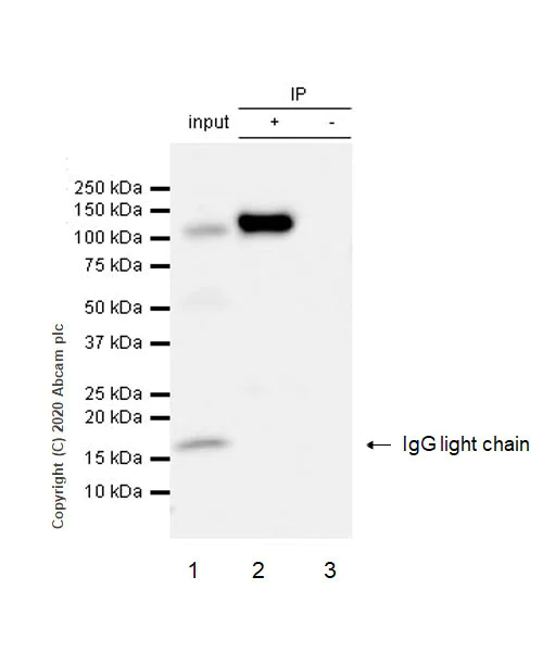 Immunoprecipitation - Anti-Integrin beta 7 antibody [EP5948] - BSA and Azide free (AB216688)