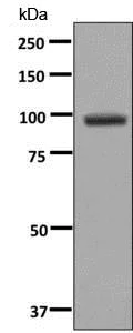 Western blot - Anti-Integrin beta 7 antibody [EP5948] - Low endotoxin, Azide free (AB246697)
