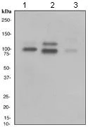 Western blot - Anti-Integrin beta 7 antibody [EPR1357] - BSA and Azide free (AB247713)