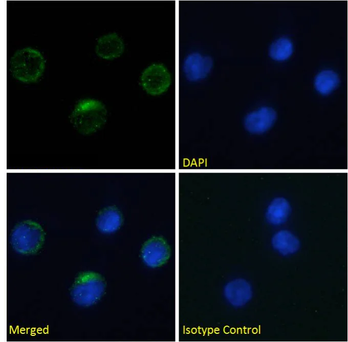 Immunocytochemistry/ Immunofluorescence - Anti-Integrin beta 7 antibody [FIB27] (AB288430)