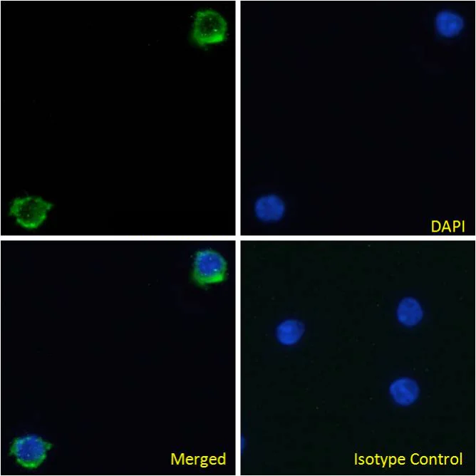 Immunocytochemistry/ Immunofluorescence - Anti-Integrin beta 7 antibody [FIB504] (AB288429)