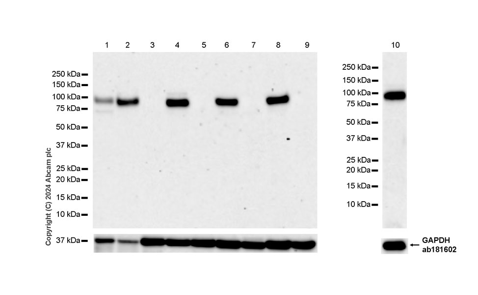 Western blot - Anti-Integrin beta 8 antibody [EPR27246-85] (AB317020), expandable thumbnail
