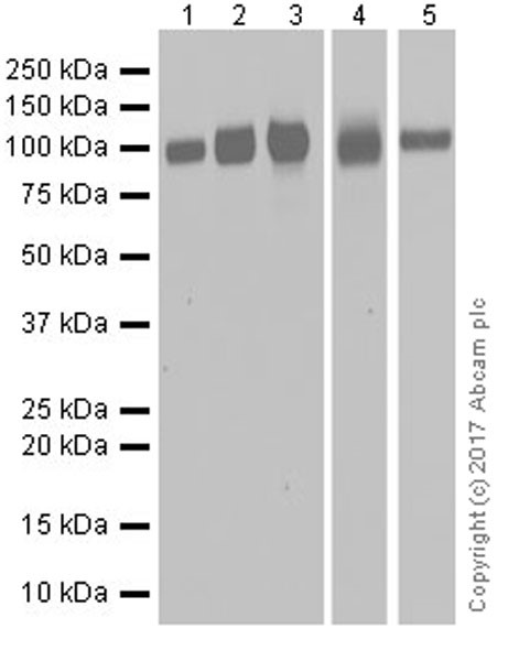 Western blot - Anti-Integrin beta antibody [EPR20825] (AB210515), expandable thumbnail