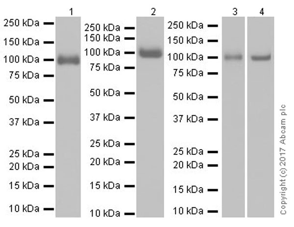 Western blot - Anti-Integrin beta antibody [EPR20825] (AB210515), expandable thumbnail