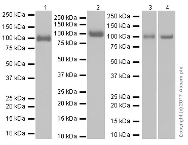 Western blot - Anti-Integrin beta antibody [EPR20825] (AB210515)
