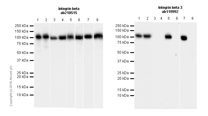 Western blot - Anti-Integrin beta antibody [EPR20825] (AB210515), expandable thumbnail