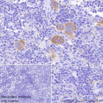 Immunohistochemistry (Formalin/PFA-fixed paraffin-embedded sections) - Anti-Integrin beta antibody [EPR20825] - BSA and Azide free (AB225742)