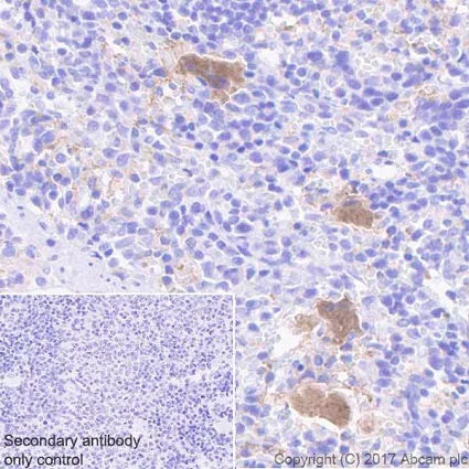 Immunohistochemistry (Formalin/PFA-fixed paraffin-embedded sections) - Anti-Integrin beta antibody [EPR20825] - BSA and Azide free (AB225742)