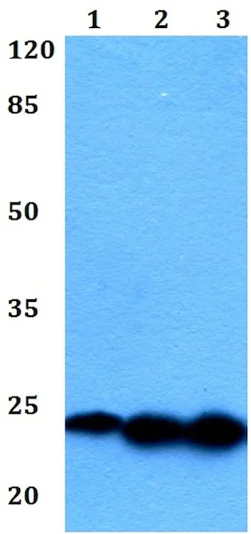 Western blot - Anti-Interferon alpha 1 antibody (AB191903)