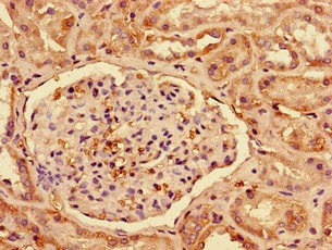 Immunohistochemistry (Formalin/PFA-fixed paraffin-embedded sections) - Anti-Interferon alpha 2 antibody (AB193055), expandable thumbnail