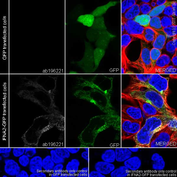 Immunocytochemistry/ Immunofluorescence - Anti-Interferon alpha 2 antibody [EPR19074] (AB196221)