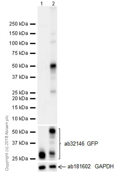 Western blot - Anti-Interferon alpha 2 antibody [EPR19074] (AB196221)
