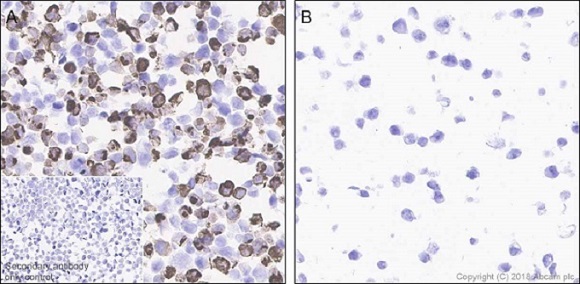 Immunocytochemistry - Anti-Interferon alpha 2 antibody [EPR19074] - BSA and Azide free (AB230830)