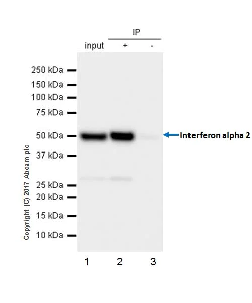 Immunoprecipitation - Anti-Interferon alpha 2 antibody [EPR19074] - BSA and Azide free (AB230830)